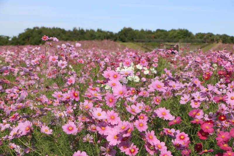 「花の丘」一面に約100万本のコスモスが咲き誇ります