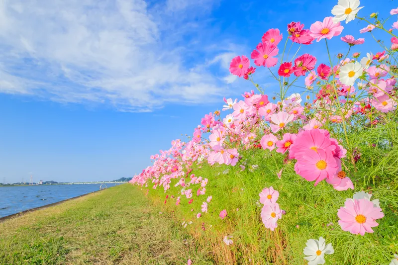 遠賀川沿いに約6kmにわたってコスモスロードが続きます(画像提供:M・H / PIXTA)