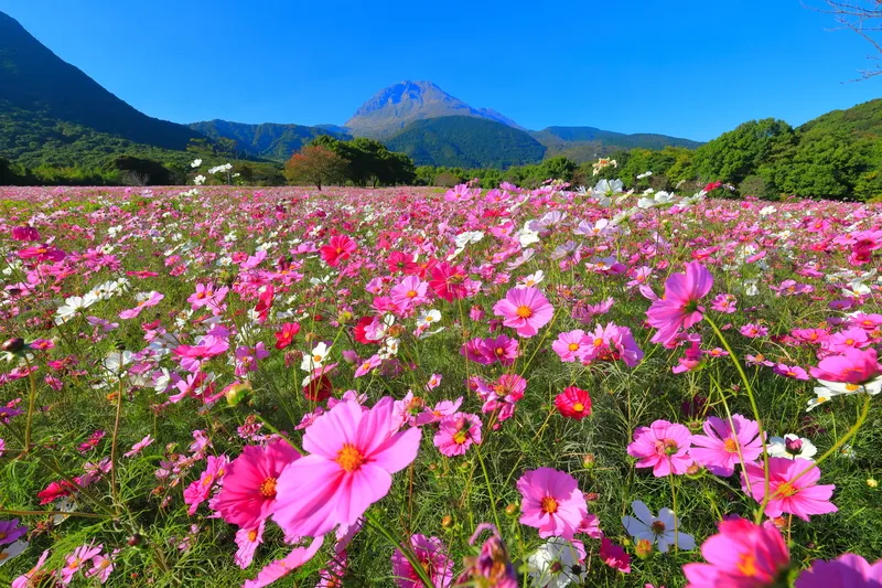平成新山を背景に、色とりどりのコスモスが広がります(画像提供:kazukiatuko / PIXTA)