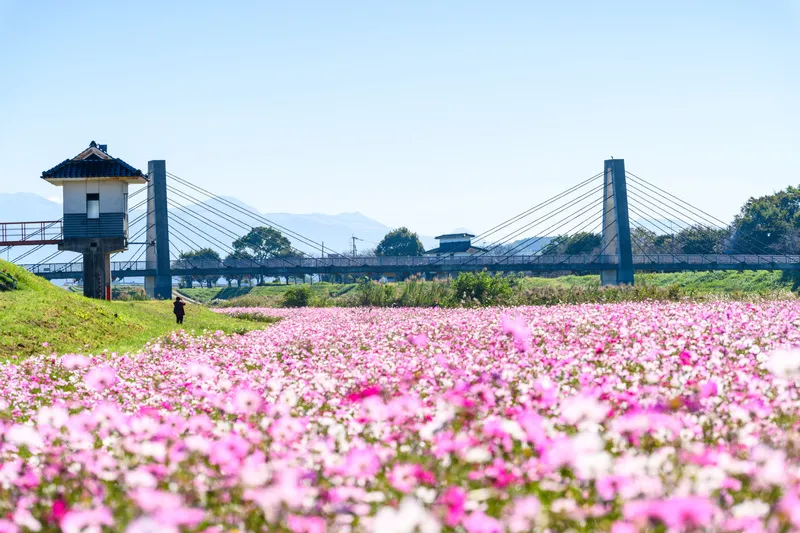 菊池川の河川敷に約150万本のコスモスが広がります(画像提供:KOROKICHIKUN / PIXTA)
