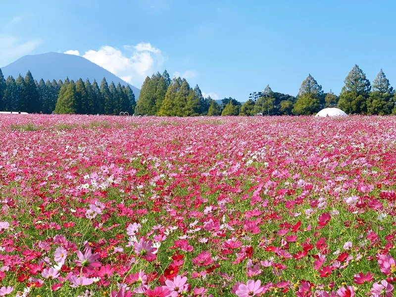 高原一面に約100万本のコスモスが咲き広がります(画像提供:宮崎県観光協会)