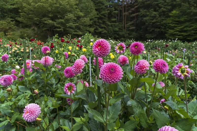 朝晩の寒暖差が大きくなる夏の終わりからは、花の色が鮮やかになり見事です