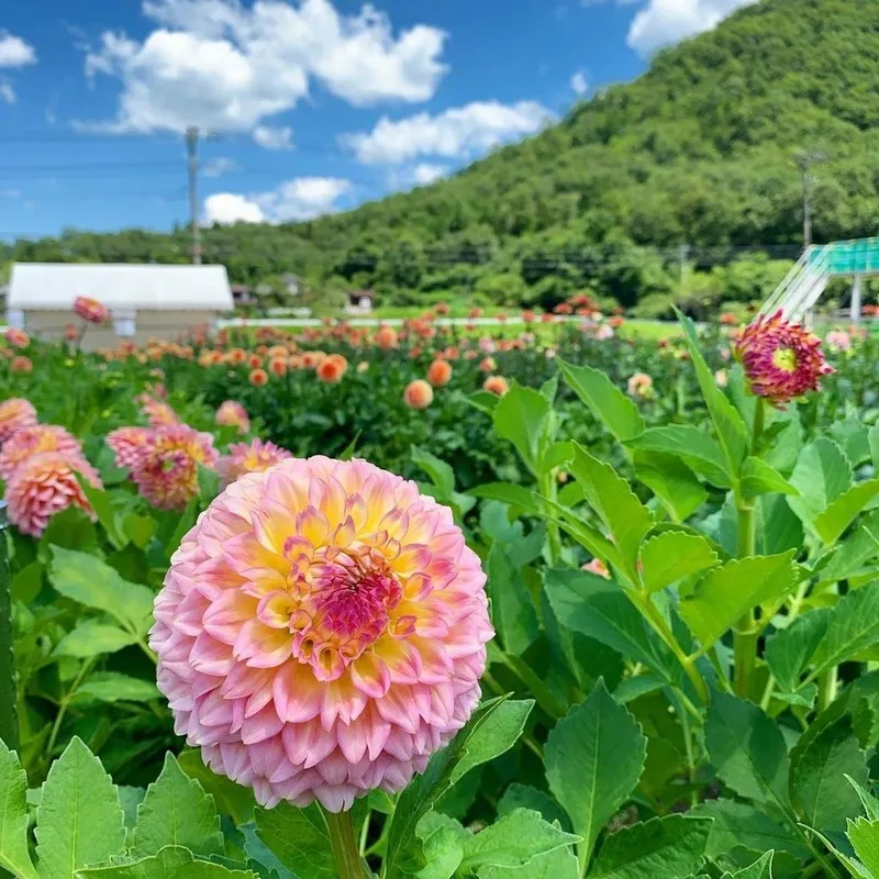 歴史あるダリアを家族で観察してみては?