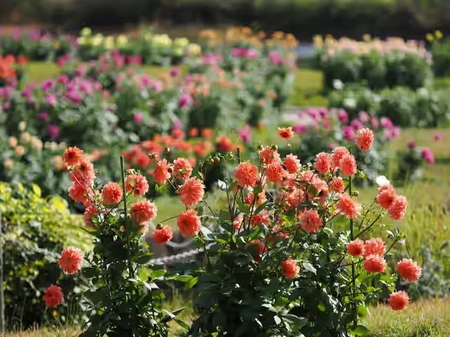 四季の花壇