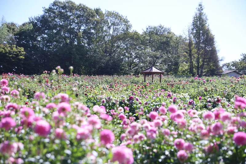 園内には、多種多様なダリアが咲き競います