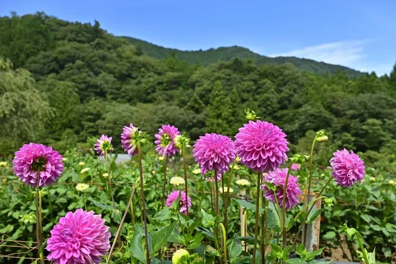 山々を背景に咲く色鮮やかなダリアは見応えがあります