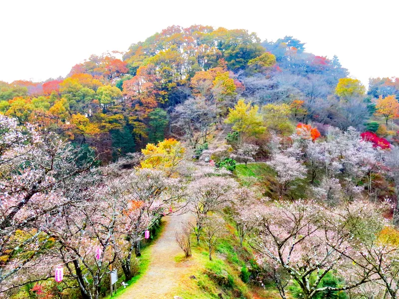 彩り豊かな「桜山公園」の秋