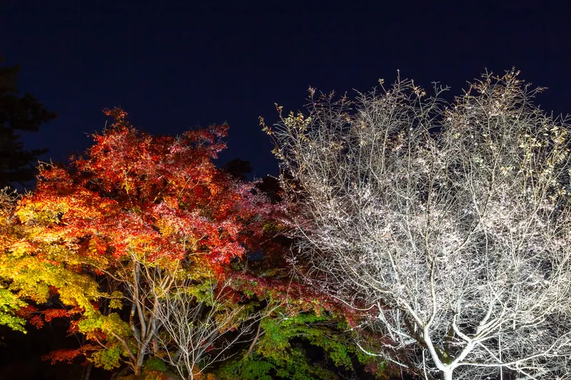 のどかな里山の風景に“冬桜”と紅葉が彩りを添えます(画像提供:tenjou / PIXTA)