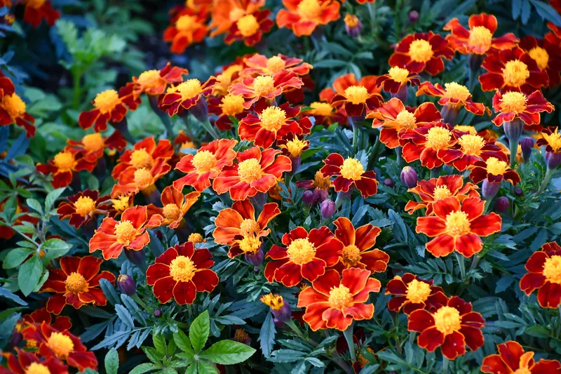 フレンチ系の代表的な品種「ディスコレッド」。赤色の花びらに黄色の花芯が特徴です(画像提供:maaagram / PIXTA)