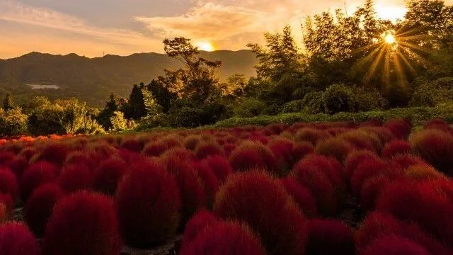 【紅葉・見ごろ】伊賀野の花畑 ホウキ草(みなかみ町観光協会)