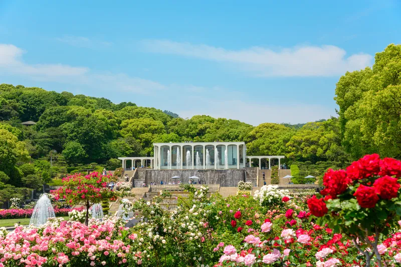 色とりどりのバラが咲き誇る「王侯貴族のバラ園」(画像提供:kobe / PIXTA)
