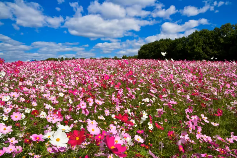 「花の丘」に咲くコスモス(画像提供:shimanto / PIXTA)