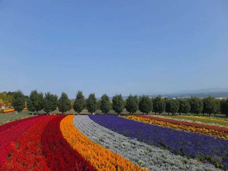 緩やかなカーブを描く花畑は、どこまでも続いているよう