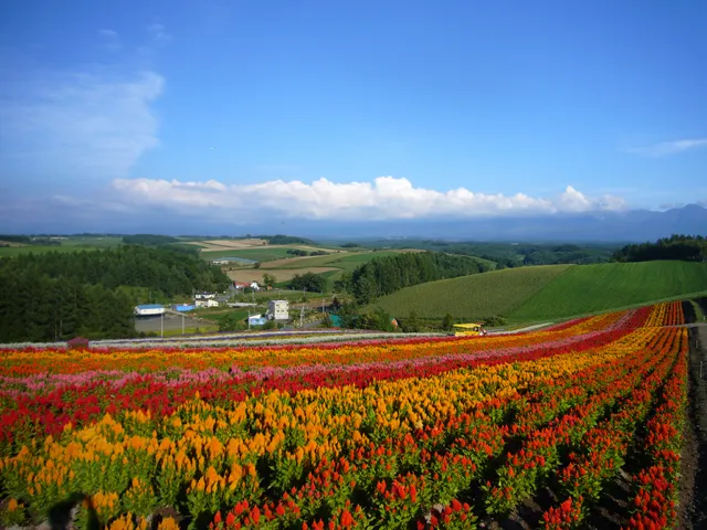 ケイトウや、ペチュニアなどが夏から秋にかけて彩ります(画像提供:北海道上川総合振興局・北海道の風景〜VIEW OF KAMIKAWA〜)
