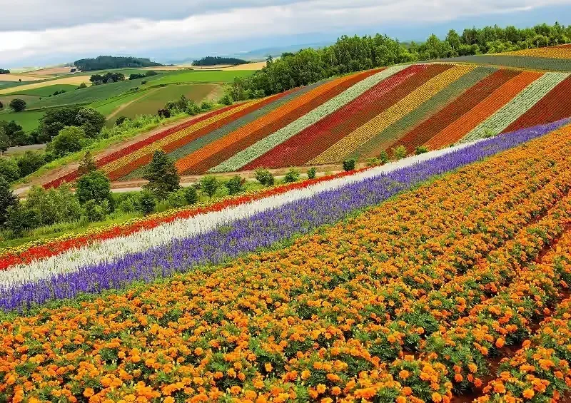 傾斜に広がる花畑を背景に写真撮影をしてみては?(画像提供:北海道上川総合振興局・北海道の風景〜VIEW OF KAMIKAWA〜)