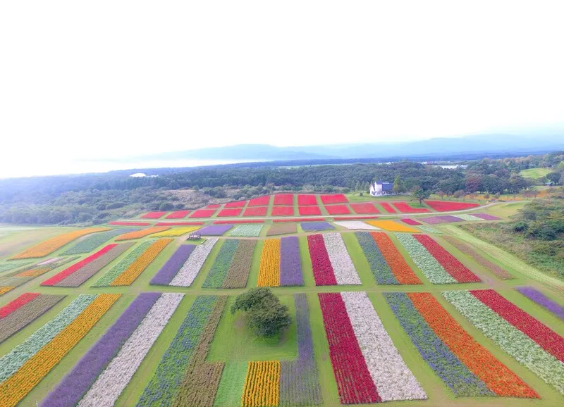 規則正しく整備された花畑は、まさに圧巻!