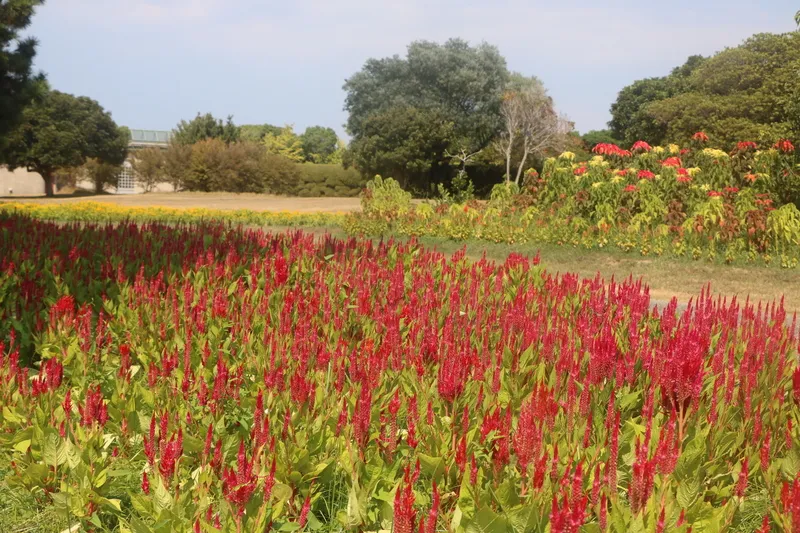 紅色や山吹色のケイトウが「彩りの花壇」を彩ります