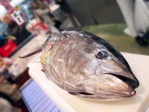 角上魚類 生本まぐろ解体実演販売