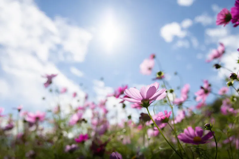 (画像提供:hata_snap / PIXTA)