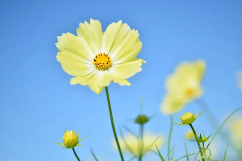 黄色の花が咲く「イエローキャンパス」。青空との相性も抜群ですよ!(画像提供:のびー / PIXTA)