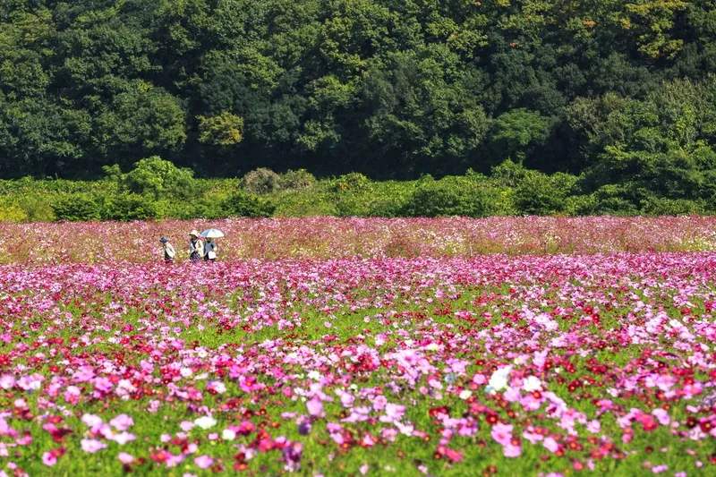 道の駅に隣接する広大な花畑に、コスモスが一面に咲き広がります(写真提供:岡山県観光連盟)
