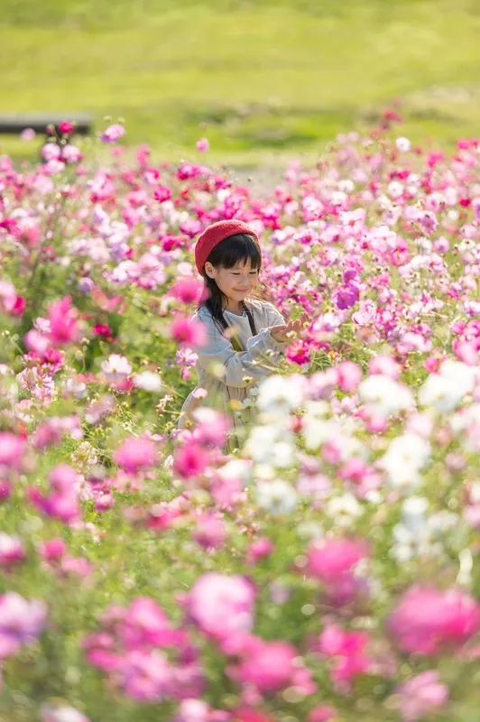 秋風に揺れるコスモスに囲まれて、のんびり公園散策を楽しみませんか?