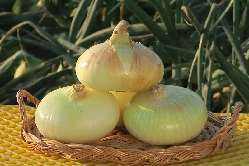 幻のたまねぎ「吉見早生」