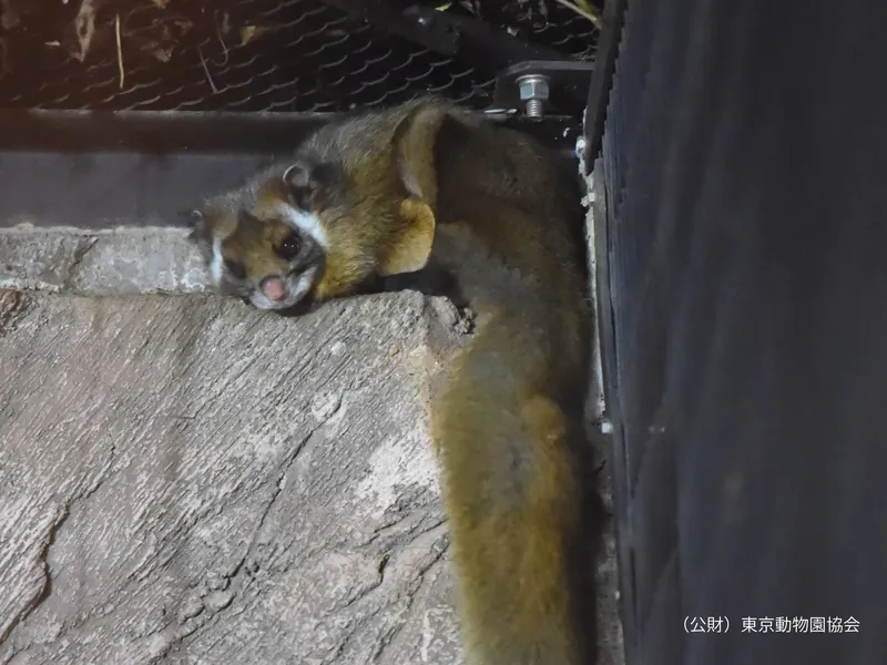 ムササビ