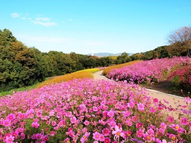 コスモスが満開時の様子