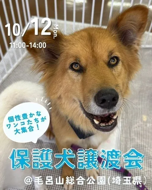 ピースワンコ譲渡会@毛呂山総合運動公園