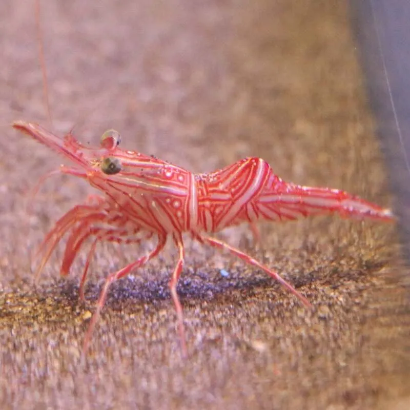 スザクサラサエビ