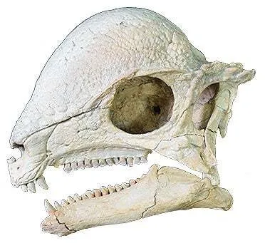 ザヴァケファレ頭骨 実物化石(所蔵:モンゴル科学アカデミー古生物学研究所)