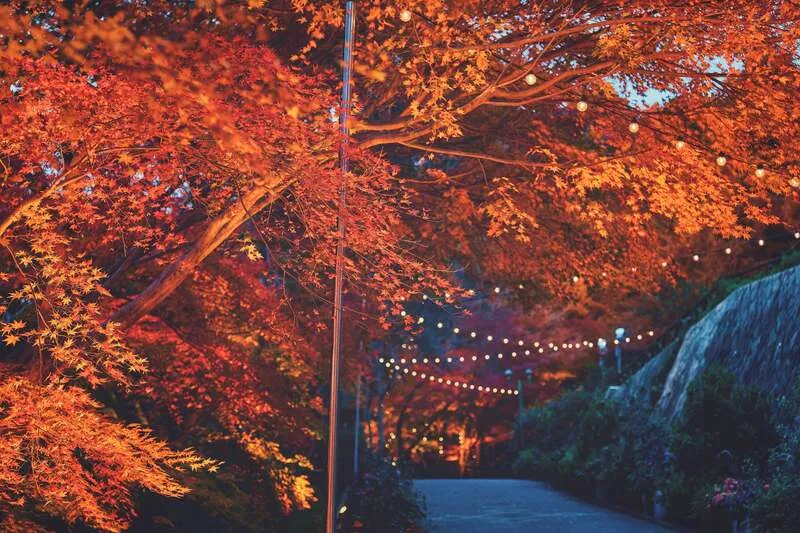 紅葉ライトアップ×クリスマスイルミネーション。約220m続く、幻想的な「光の回廊」