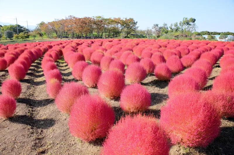 過去の見頃の様子(画像提供:サム / PIXTA)