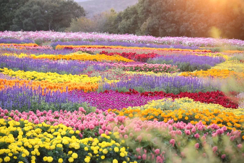 色とりどりの花が咲く園内(2026年10月9日撮影)