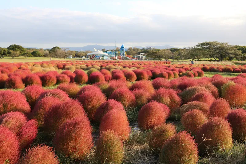 海沿いに広がる開放感いっぱいの国営公園