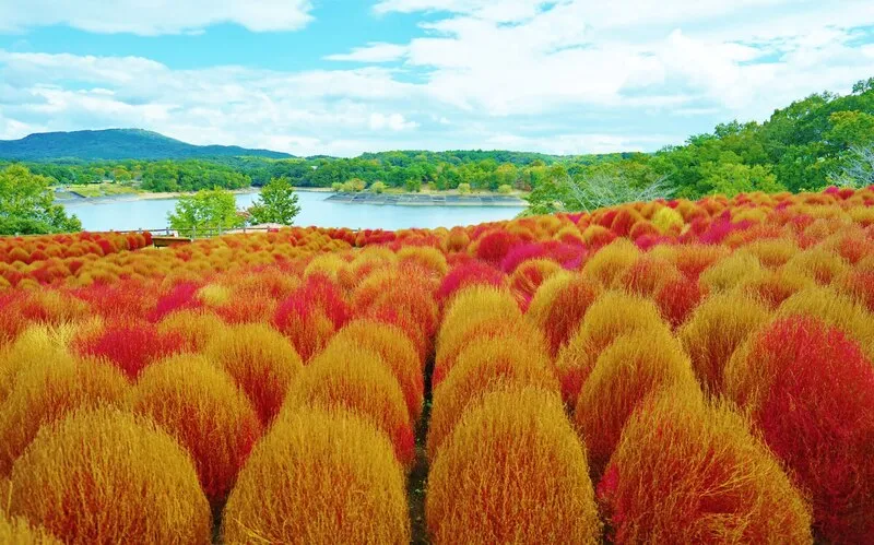 約4,000本のコキアが植えられている名所(画像提供:masa / PIXTA)