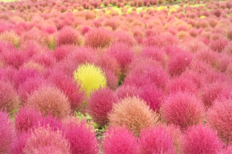 「国営滝野すずらん丘陵公園」のコキア(画像提供:黄金虫 / PIXTA)