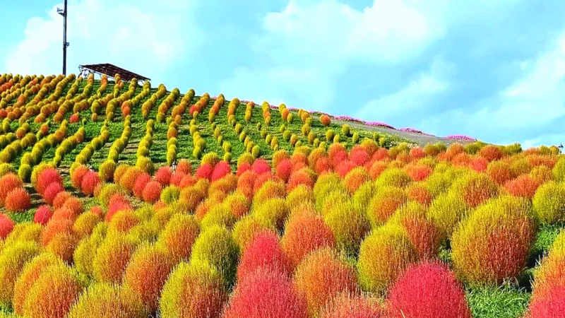 緑から赤へと変化していく時期も素敵です(画像はびわこ箱館山のコキア)