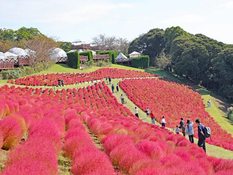 紅葉の最盛期を迎えたマザー牧場のコキア(2026年10月12日撮影)