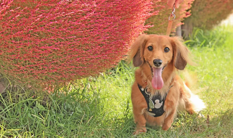 愛犬も一緒に入園できます♪