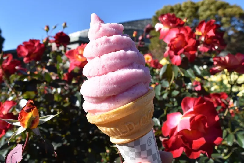 毎年「秋のローズフェスタ」で販売される「ローズピーチジェラート」