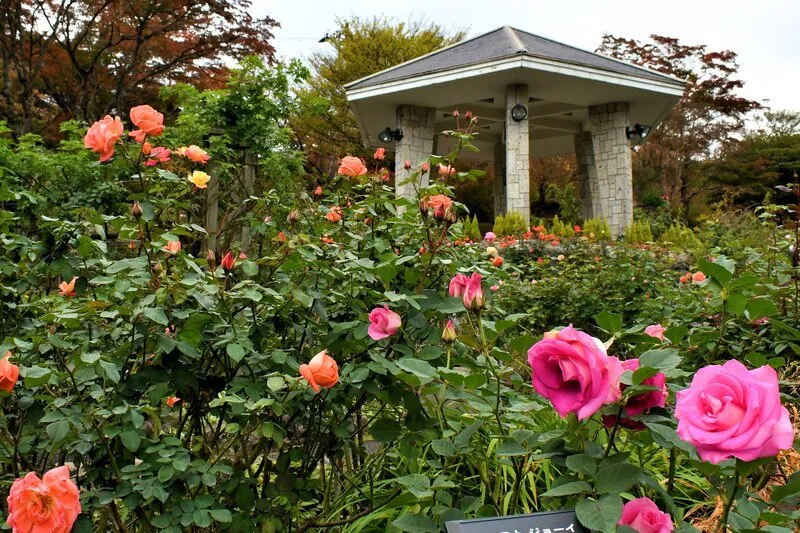 フランス式整型庭園に咲く秋バラが、箱根の秋を華やかに演出