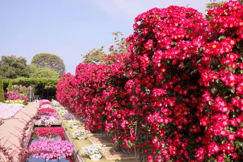 500品種・2,500株のバラが植えられている「あしかがフラワーパーク」(画像提供:Tozawa / PIXTA)