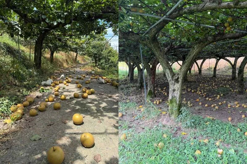 令和8年熊本地震で落下した「FRUITS GARDEN 虹色」の梨。収穫直前の梨の約8割が落ちた