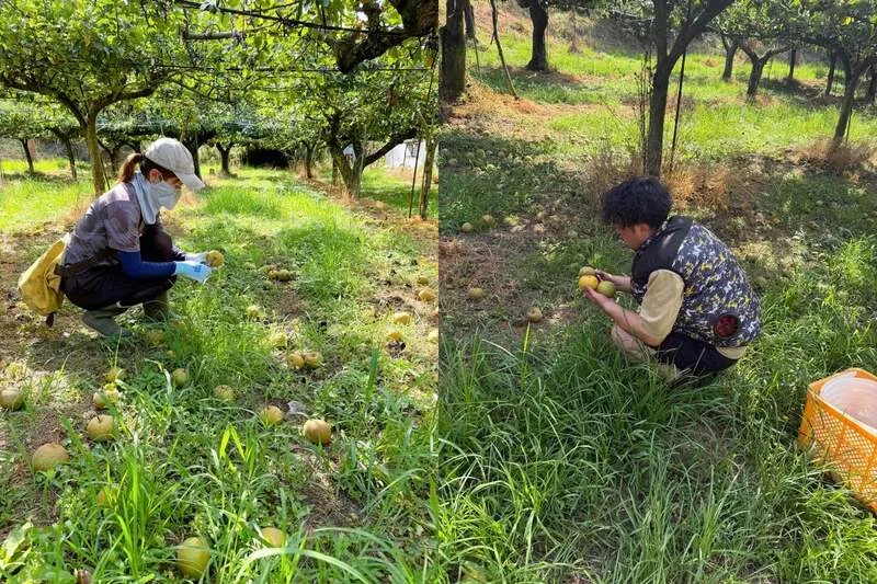 落ちた梨を拾い集める吉村さん夫妻。活用できたのは1割にも満たなかった