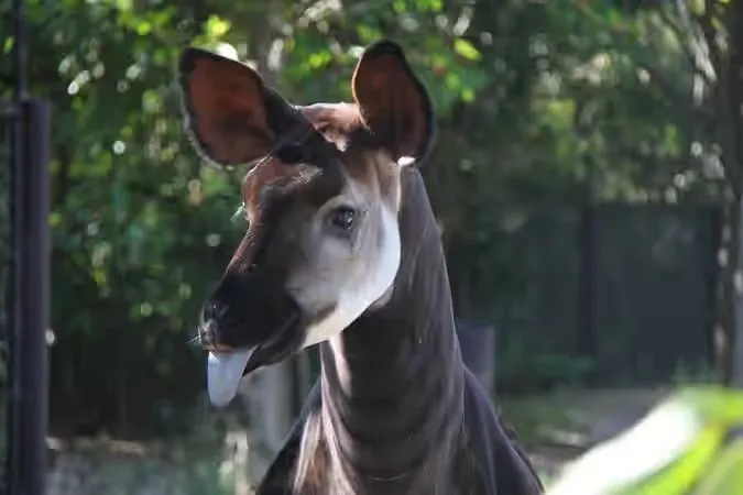 世界三大珍獣のオカピ。日本で初めて展示をした動物園がズーラシア