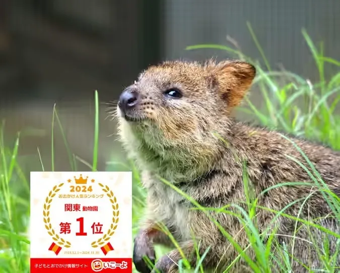 「世界一しあわせな動物」といわれる絶滅危惧種のクオッカ!国内での展示は埼玉県こども動物自然公園だけ