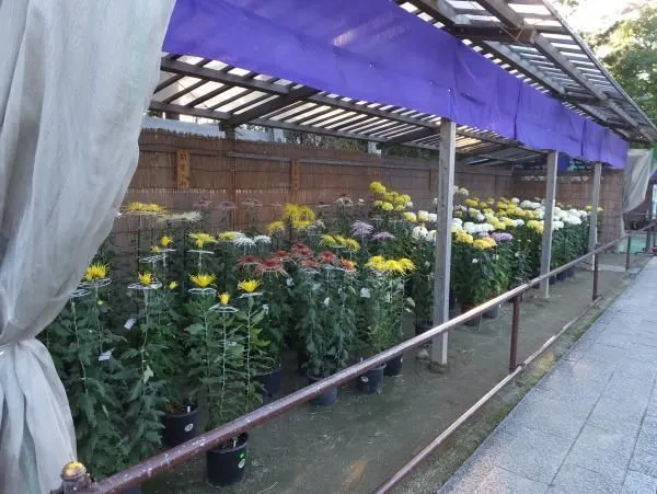 第59回影向菊花大会