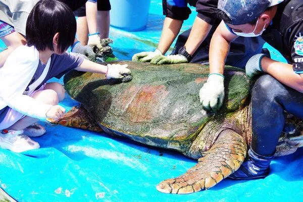 子供たちがウミガメの甲羅をみがく様子